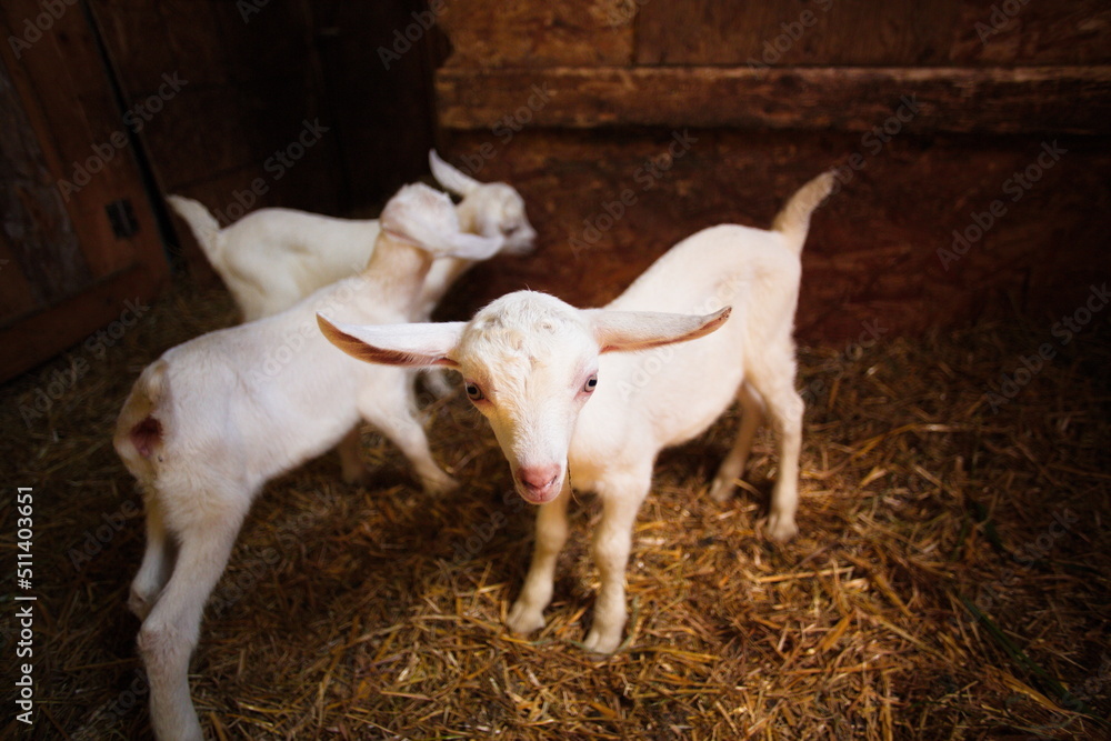 Baby goats playing in the barnyard on a small farm in Ontario, Canada. Baby goats playing in the barnyard on a small farm in Ontario, Canada.