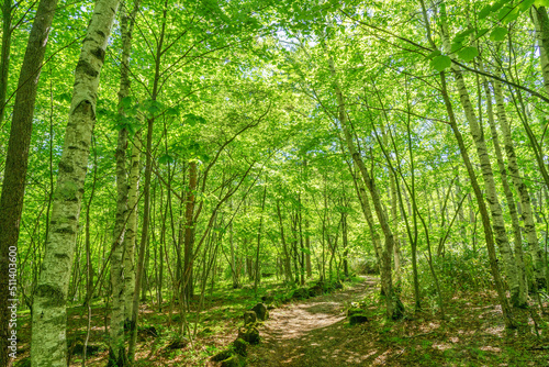 bamboo forest in spring