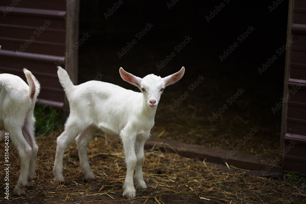 Baby goats playing in the barnyard on a small farm in Ontario, Canada. Baby goats playing in the barnyard on a small farm in Ontario, Canada.