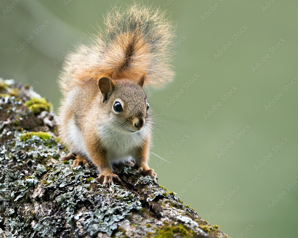 Red Squirrel Red Squirrel
