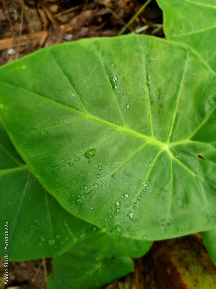 Not focused or selective focus of ornamental plant green taro (Alocasia macrorrhizos) with dew in the morning Not focused or selective focus of ornamental plant green taro (Alocasia macrorrhizos) with dew in the morning