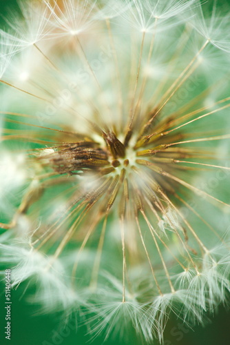 Macro image of a dandelion in a meadow. Nature and wildlife in Ontario, Canada. © Erika Norris