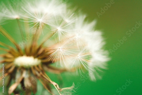 Macro image of a dandelion in a meadow. Nature and wildlife in Ontario  Canada. 