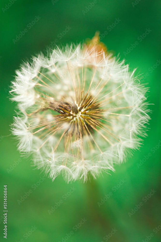 Macro image of a dandelion in a meadow. Nature and wildlife in Ontario, Canada. Macro image of a dandelion in a meadow. Nature and wildlife in Ontario, Canada.