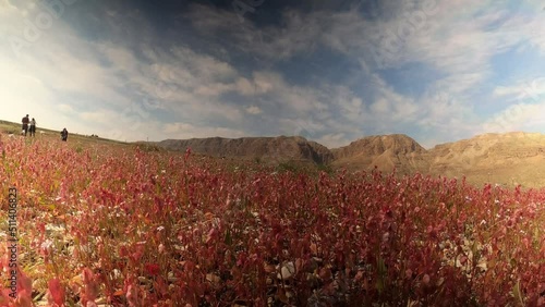 Dead sea bloom haelava (Forssk) , Israel, Aerial view 
Beautiful bloom shot from Judean Desert and the Dead sea shore, Drone view

 photo