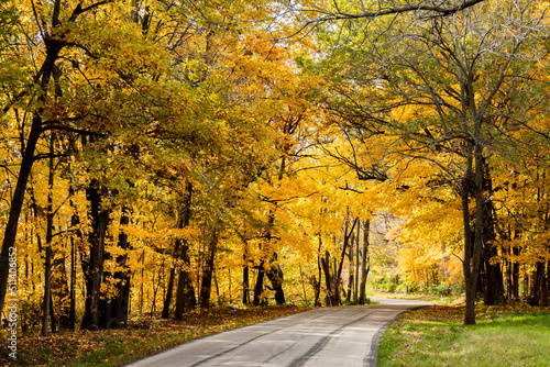 Golden maple trees lining a country road in the autumn.