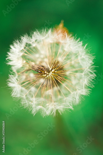 Macro image of a dandelion in a meadow. Nature and wildlife in Ontario  Canada. 