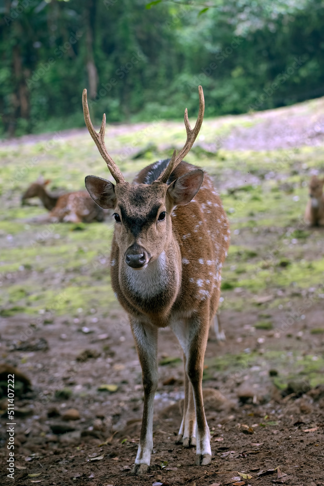 Obraz premium Young axis deer with big horn