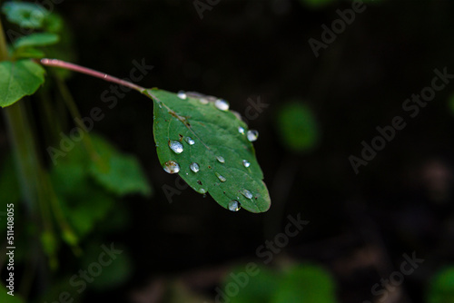 Wet Leaf