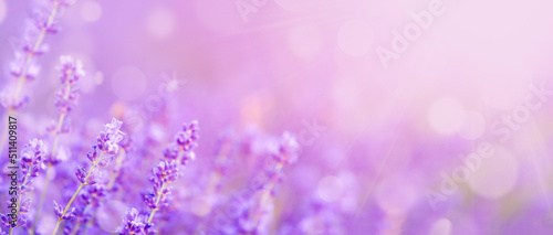 Purple abstract background, lavender field with bokeh circles.