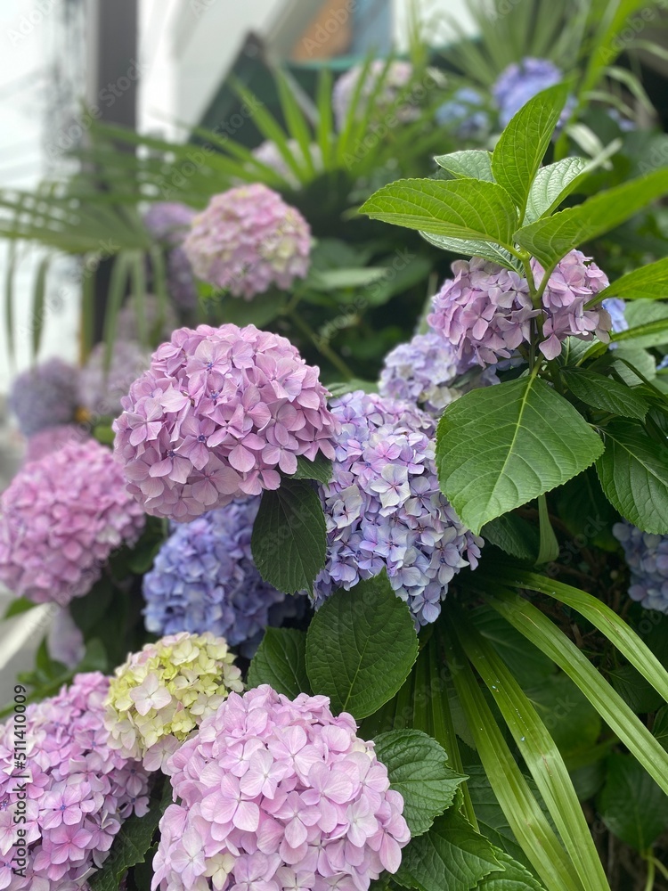 Colorful pastel summer Hydrangea blossoms in the street of Tokyo. Pink, lilac, yellow, blue in hue gradation. Year 2022 June 16th, Yanaka Ginza Colorful pastel summer Hydrangea blossoms in the street of Tokyo. Pink, lilac, yellow, blue in hue gradation. Year 2022 June 16th, Yanaka Ginza