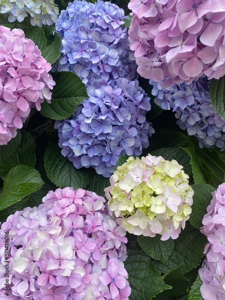 Fototapeta premium Colorful pastel summer Hydrangea blossoms in the street of Tokyo. Pink, lilac, yellow, blue in hue gradation. Year 2022 June 16th, Yanaka Ginza