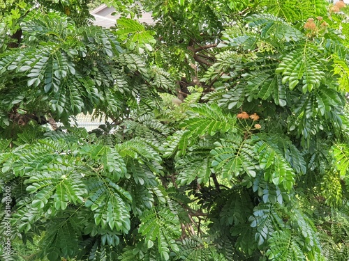 Tree canopy and branch