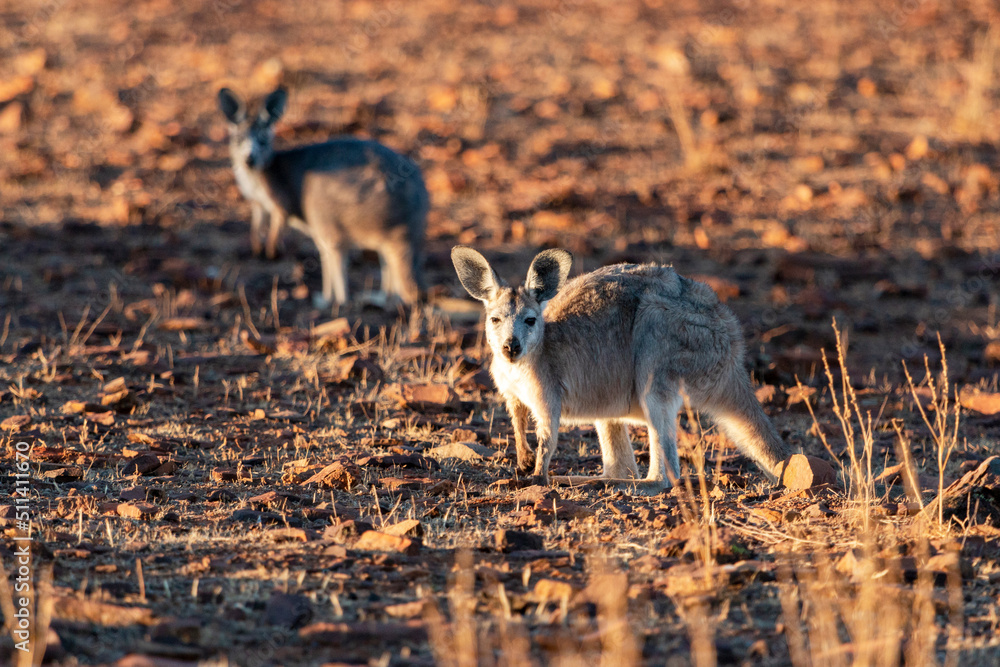 two kangaroos in late afternoon light two kangaroos in late afternoon light