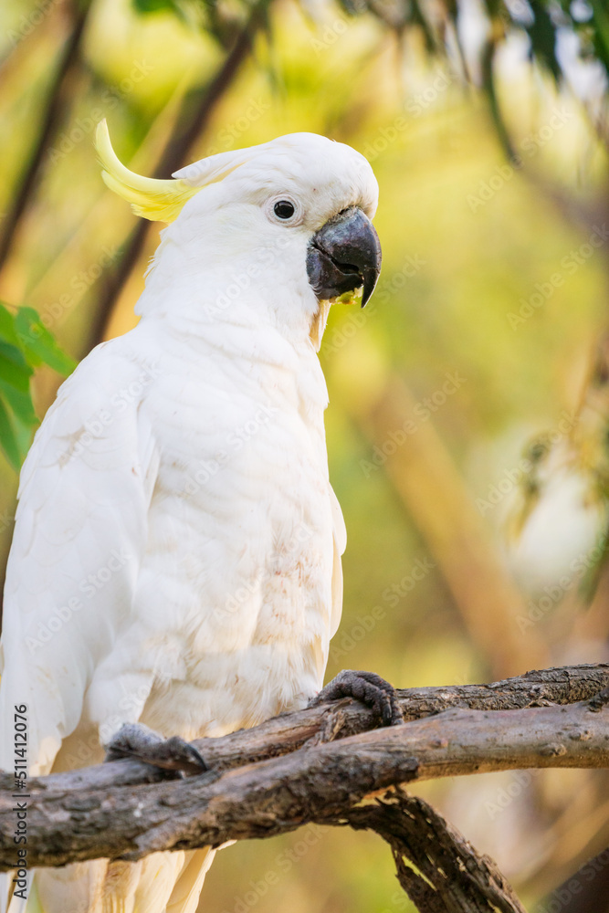 A Sulphur Crested Cockatoo sitting on a branch A Sulphur Crested Cockatoo sitting on a branch