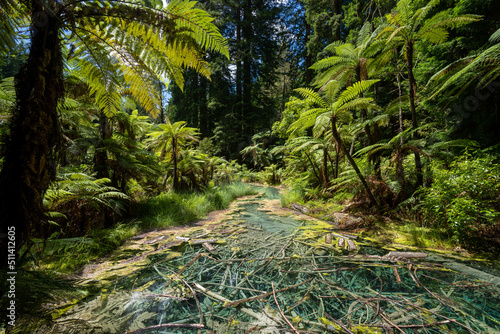 Whakarewarewa forest Reflection Pool in the Redwoods in Rotorua New Zealand