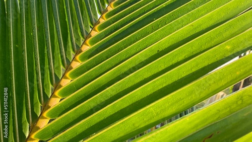 Closeup shot of green coconut leaves with dew on the surface in the morning