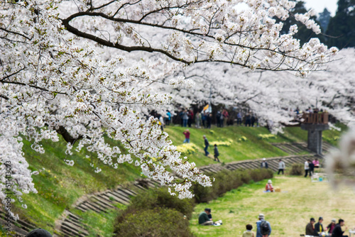 Beautiful cherry blossoms along Hinokinai River,Kakunodate,Akita,Tohoku,Japan in spring.(selective focus) 
