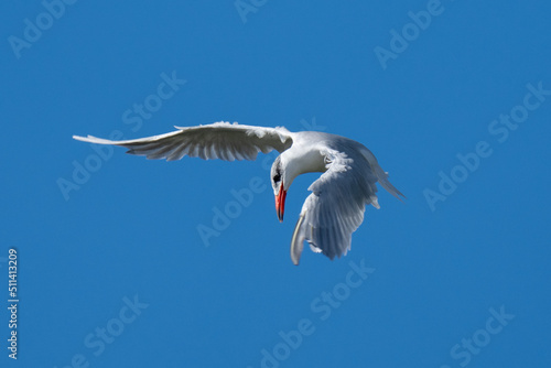 Caspian Tern bird on a blue sky background diving mid-flight
