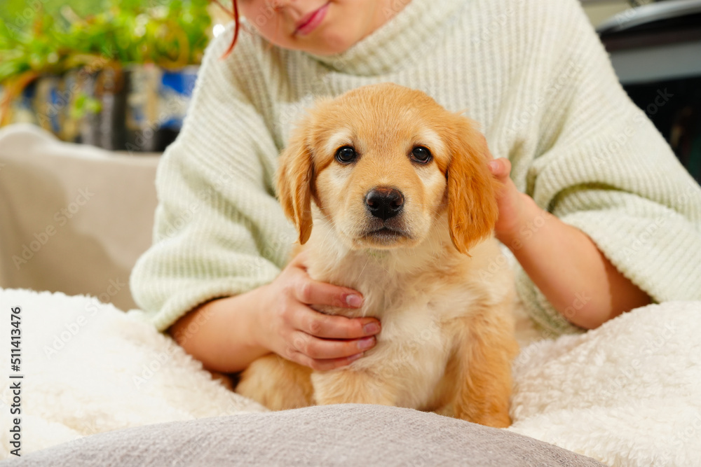 A child with a cute puppy. Girl with a golden hovawart puppy at home. cute little guard puppy. Golden Retriever pup. A child with a cute puppy. Girl with a golden hovawart puppy at home. cute little guard puppy. Golden Retriever pup.
