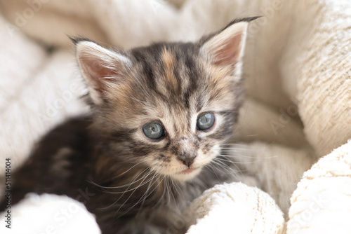 Pets. cute little maine coon breeds kitten is wrapped in a blanket. Pet Care
