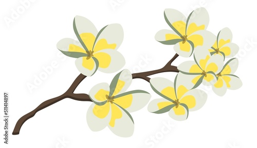 Branch of plumeria flower tree. Blooming frangipani tree branch. Isolated on white background