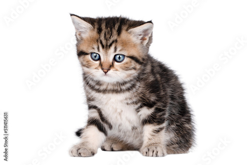 little brown kitten sits. isolated