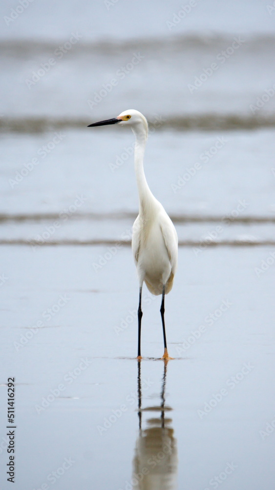 Snowy egret (Egretta thula) on the beach in Canoa, Ecuador Snowy egret (Egretta thula) on the beach in Canoa, Ecuador