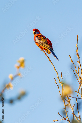 A crimson rosella sitting high on an exposed branch in front of a blue sky photo