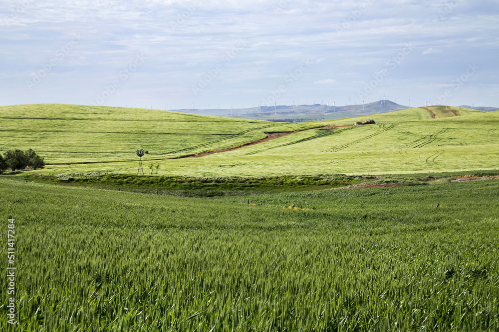 Green fields of wheat and barley with windmill in rolling hills Green fields of wheat and barley with windmill in rolling hills