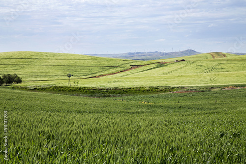 Green fields of wheat and barley with windmill in rolling hills photo