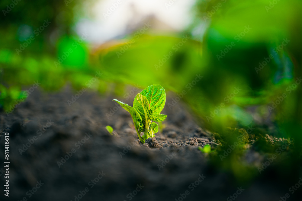 A young potato bush grows in the soil in a garden bed