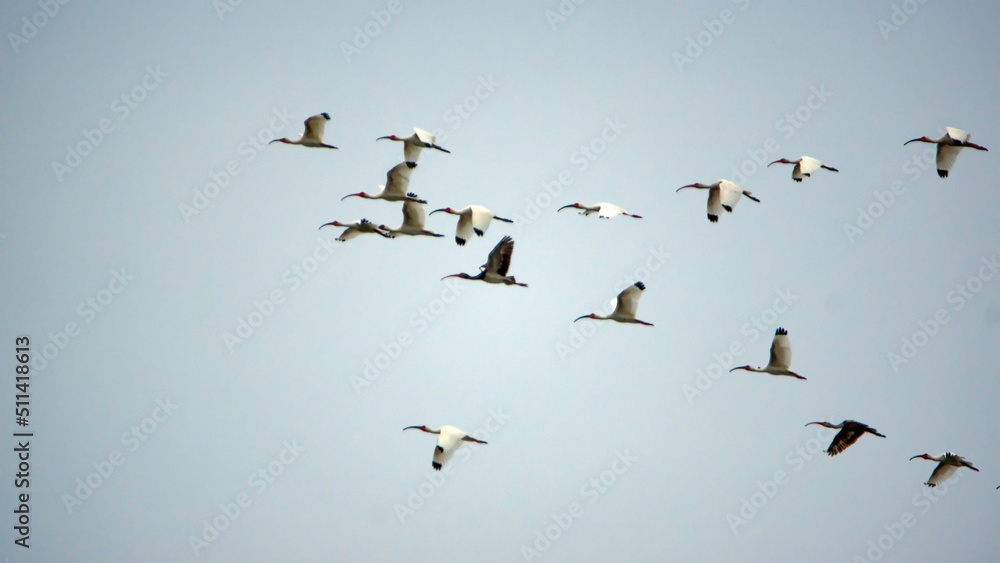 Flock of American white ibis (Eudocimus albus) flying above the beach in Canoa, Ecuador