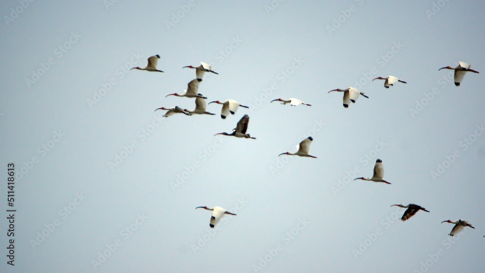 Flock of American white ibis (Eudocimus albus) flying above the beach in Canoa, Ecuador Flock of American white ibis (Eudocimus albus) flying above the beach in Canoa, Ecuador