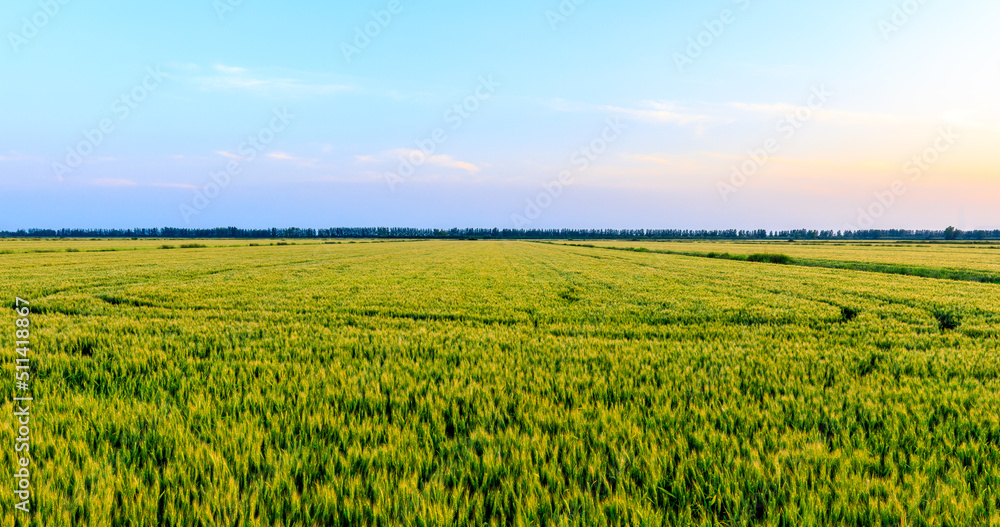 Fresh ears of green wheat on nature in spring field. Agriculture scene. Green Wheat field nature landscape at sunset.