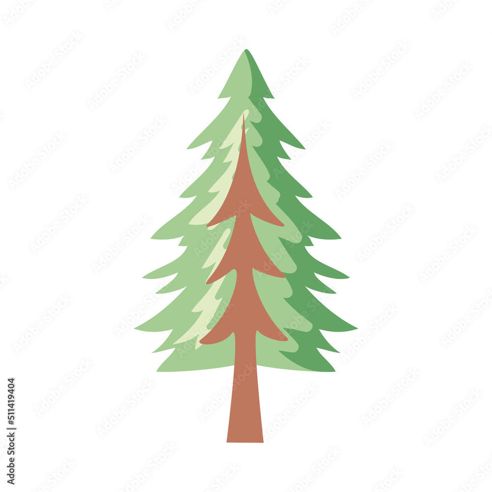 coniferus pine tree coniferus pine tree