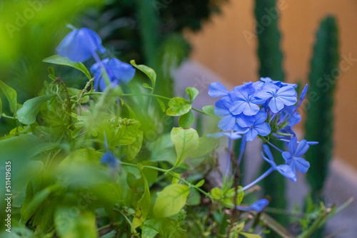 Ramo de flores azules con ramas verdes