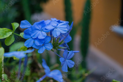 Flores azules con plantas verdes, en un ramo