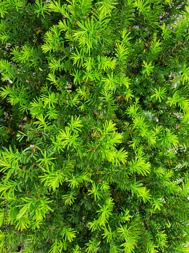 Taxus baccata close up. Green branches of yew tree(Taxus baccata, English yew, European yew).
