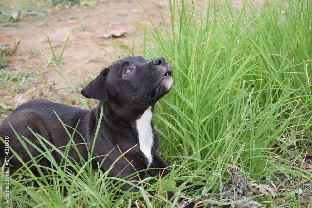 Black female pitbull puppy looking upward while sitting on grass in garden.