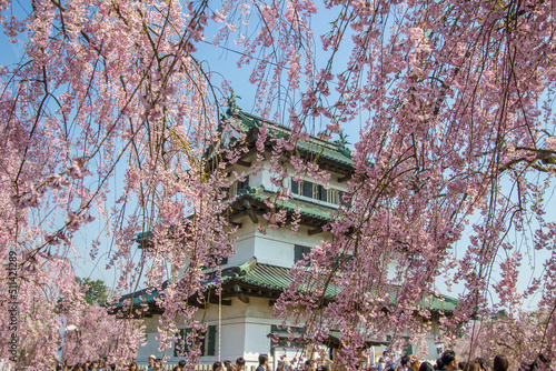 Hirosaki Cherry Blossom Festival 2018 at Hirosaki Park,Aomori,Tohoku,Japan on April 28,2018:The main keep of Hirosaki Castle with weeping cherry blossoms in the foreground.(selective focus) © mickey_41