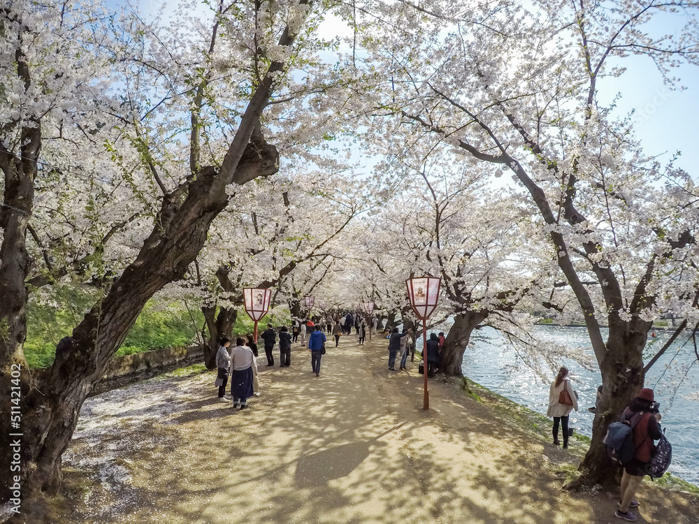 Hirosaki Cherry Blossom Festival 2018 at Hirosaki Park,Aomori,Tohoku,Japan on April 28,2018:Cherry blossom tunnel along the western moat in spring. Hirosaki Cherry Blossom Festival 2018 at Hirosaki Park,Aomori,Tohoku,Japan on April 28,2018:Cherry blossom tunnel along the western moat in spring.