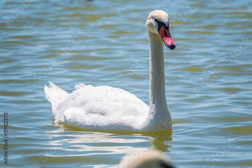 Graceful white Swan swimming in the lake, swans in the wild. Portrait of a white swan swimming on a lake.