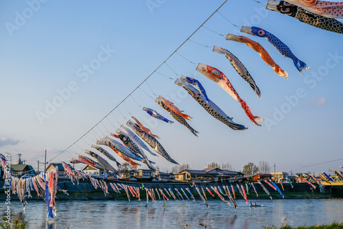 Koinobori or Carp streamers over Kitakami River at Tenshochi Park,Kitakami,Iwate,Tohoku,Japan. photo