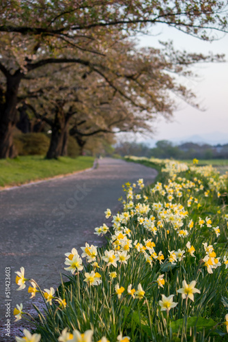 Narcissus along the walkway at Tenshochi Park Kitakami Iwate Tohoku Japan. selective focus 
