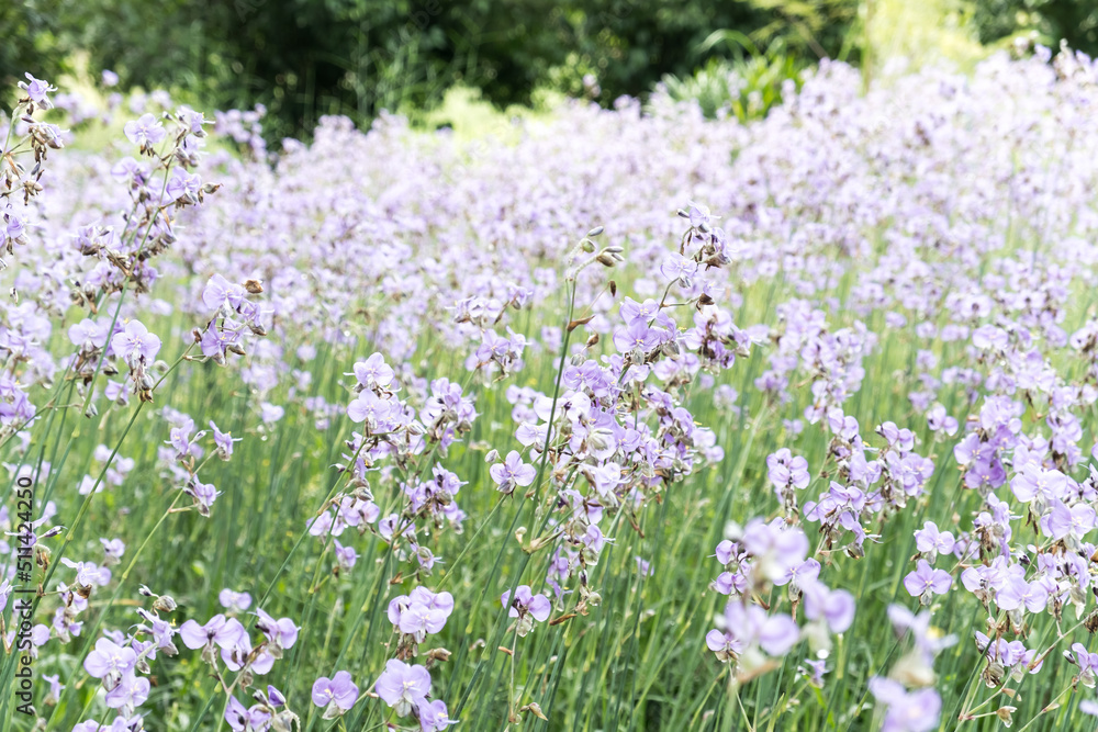Naklejka premium Beautiful violet Murdannia giganteum flowers blooming in the fields in Prachinburi Province,Thailand.(selective focus)