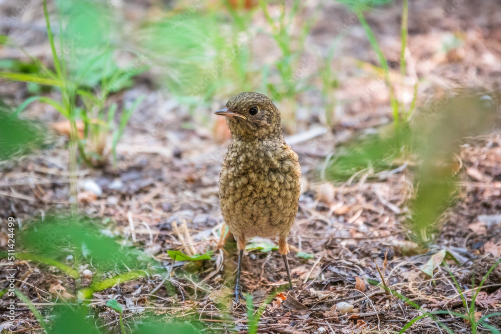 The common redstart, Phoenicurus phoenicurus, young bird, is sitting on a ground against a blurred background. The common redstart, Phoenicurus phoenicurus, young bird, is sitting on a ground against a blurred background.