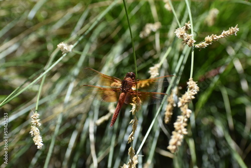 red and orange dragonfly