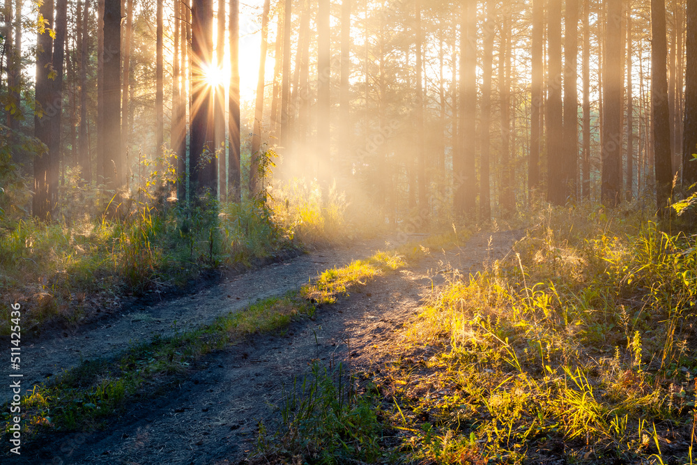 Obraz premium sunset in the forest