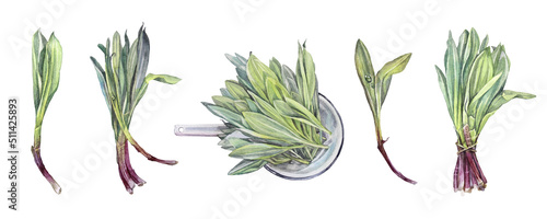 Tableau sur toile Set watercolor bunch wild garlic for salad in colander isolated on white background